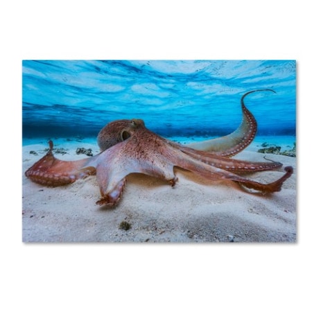 Barathieu Gabriel 'Octopus' Canvas Art,22x32